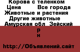 Корова с теленком › Цена ­ 69 - Все города Животные и растения » Другие животные   . Амурская обл.,Зейский р-н